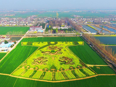 國外的麥田怪圈弱爆了，中國菜花田里種出龍袍圖！